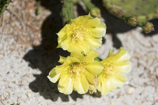 Fiori di cactus in fiore . — Foto Stock