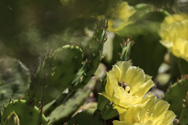 Včel opylujících květiny — Stock fotografie