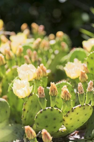 Fiori di cactus in fiore . — Foto Stock