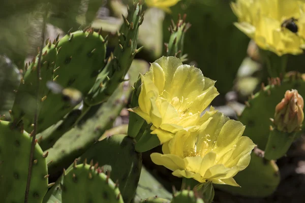 Blommande kaktus blommor. — Stockfoto