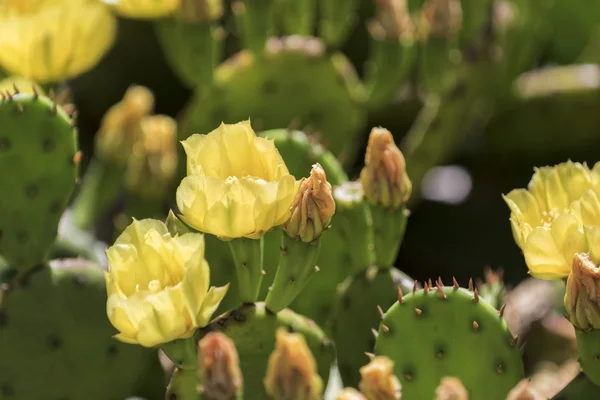 Kvetoucí kaktus květiny. — Stock fotografie