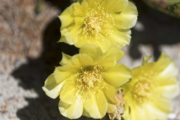 Fiori di cactus in fiore . — Foto Stock