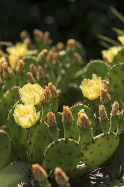 Blommande kaktus blommor. — Stockfoto