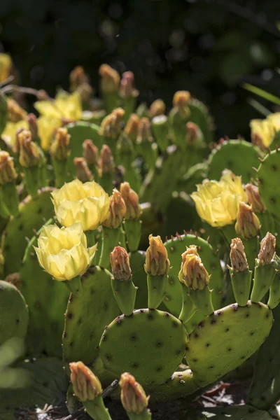 Blommande kaktus blommor. — Stockfoto