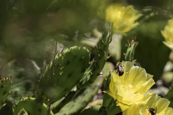 Api che impollinano fiori. — Foto Stock