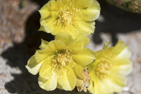 Fiori di cactus giallo . — Foto Stock