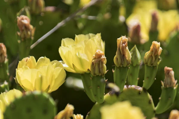 Flores de cacto florescentes . — Fotografia de Stock