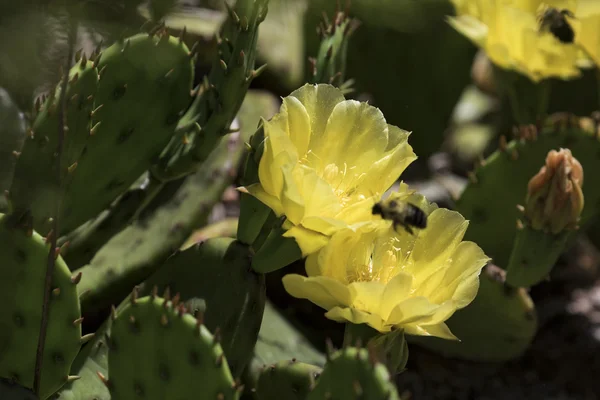 Abejas polinizando flores. —  Fotos de Stock