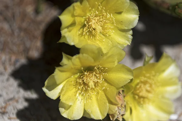 Gul kaktus blommor. — Stockfoto