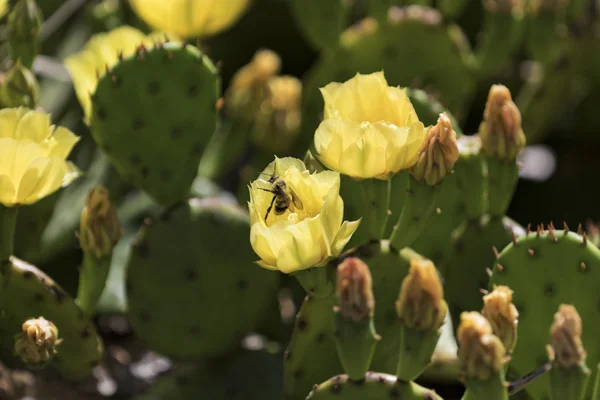 Ape fiori impollinatori — Foto Stock