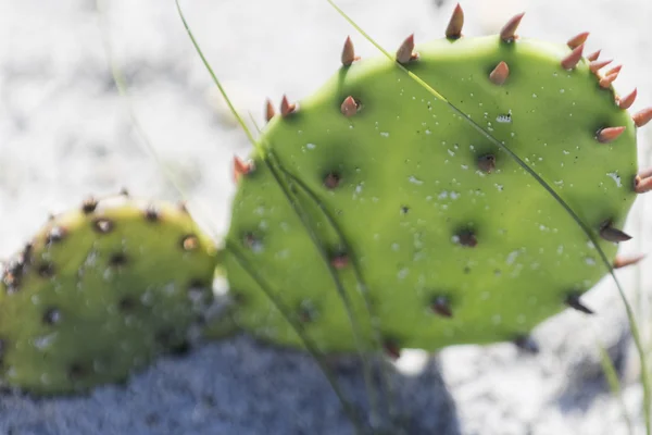 Ramo della pianta di cactus — Foto Stock