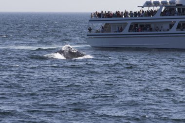 insanlar balina izlerken