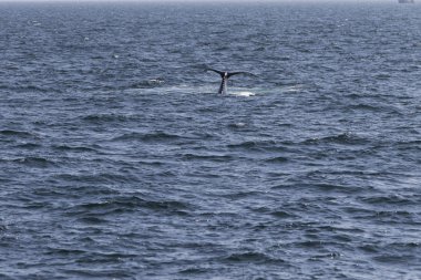 Okyanus kıyısında balina