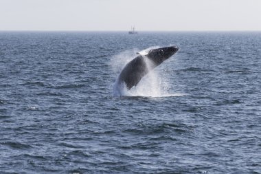 Okyanus kıyısında balina