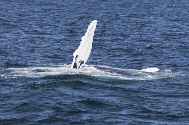 Okyanus kıyısında balina
