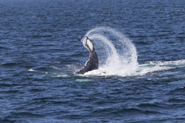 Okyanus kıyısında balina