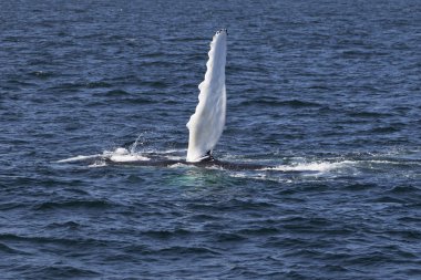 Okyanus kıyısında balina
