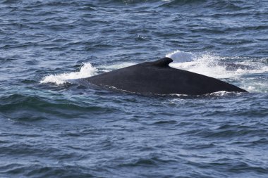 Okyanus kıyısında balina