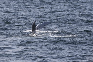Okyanus kıyısında balina