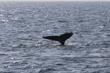 Okyanus kıyısında balina
