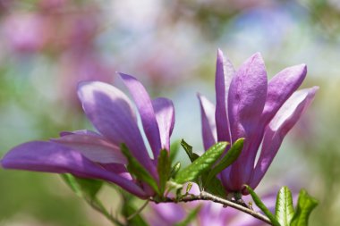 Bahçedeki güzel çiçekler