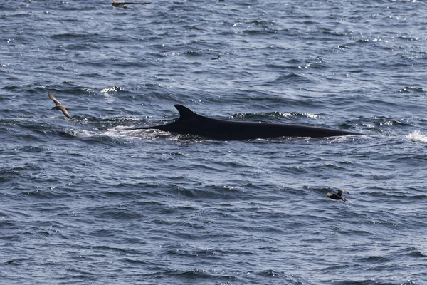 Whale on  coast of  ocean — Stock Photo, Image