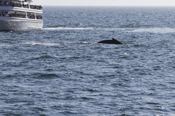 People watching Whale — Stock Photo, Image