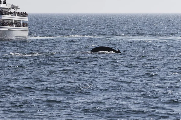 People watching Whale — Stock Photo, Image