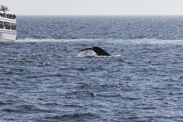 People watching Whale — Stock Photo, Image