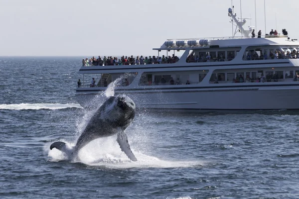 People watching Whale — Stock Photo, Image