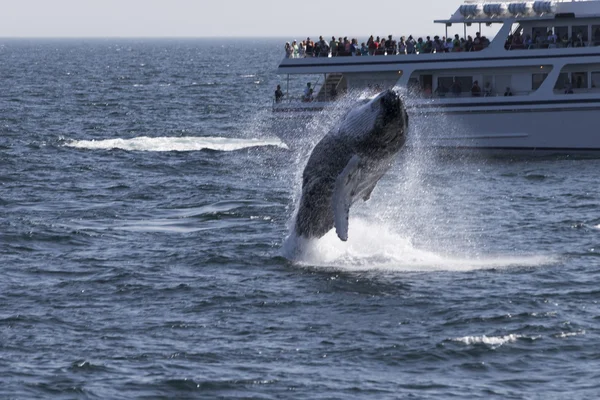 People watching Whale — Stock Photo, Image