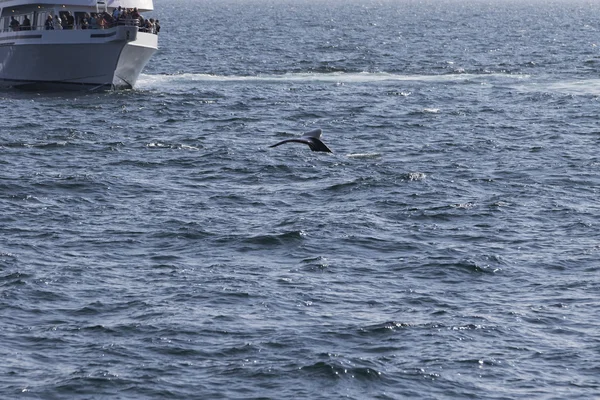 People watching Whale — Stock Photo, Image