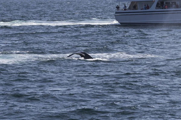 Insanlar balina izlerken — Stok fotoğraf
