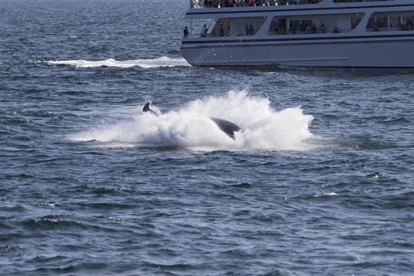 Люди, наблюдающие за Whale — стоковое фото