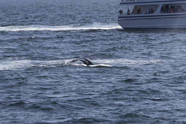 Люди, наблюдающие за Whale — стоковое фото