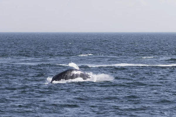 海の海岸にクジラします。 — ストック写真