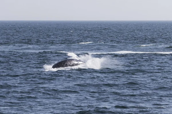 Ballena en la costa del océano — Foto de Stock