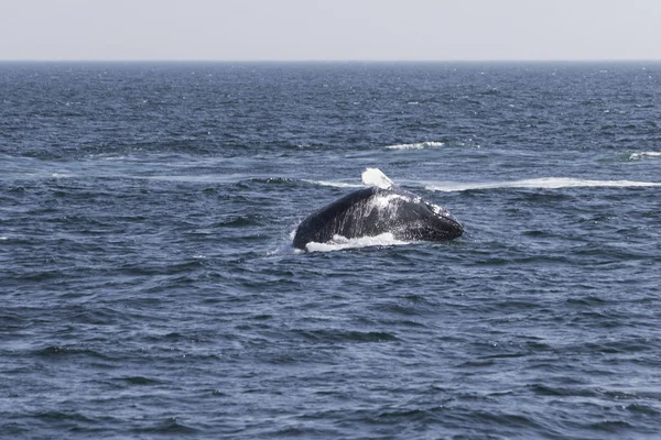 Wal an der Küste des Ozeans — Stockfoto