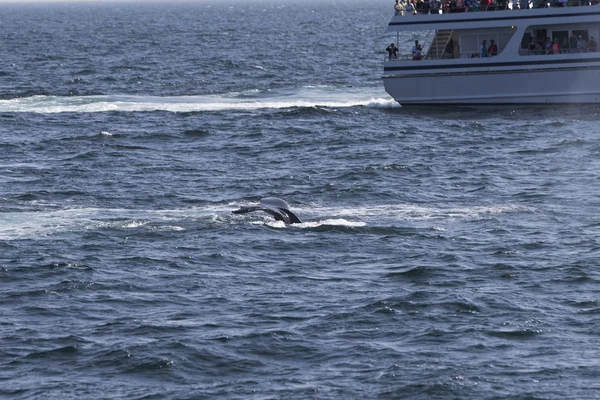 Insanlar balina izlerken — Stok fotoğraf