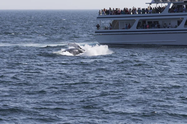 Люди, наблюдающие за Whale — стоковое фото