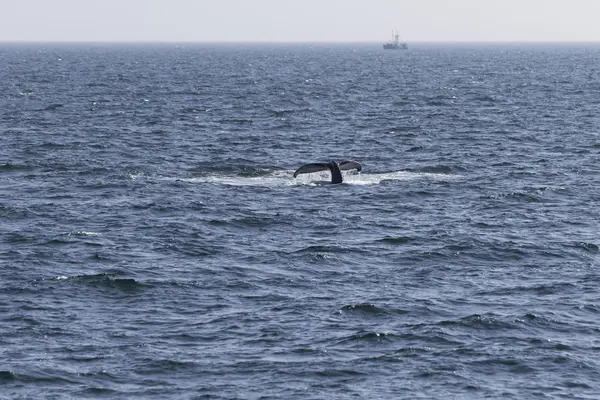 Whale on  coast of  ocean — Stock Photo, Image