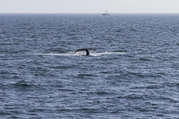 Velryba na pobřeží oceánu — Stock fotografie