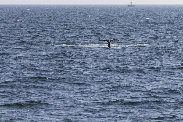Az óceán partján bálna — Stock Fotó