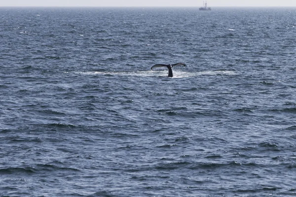 Wal an der Küste des Ozeans — Stockfoto