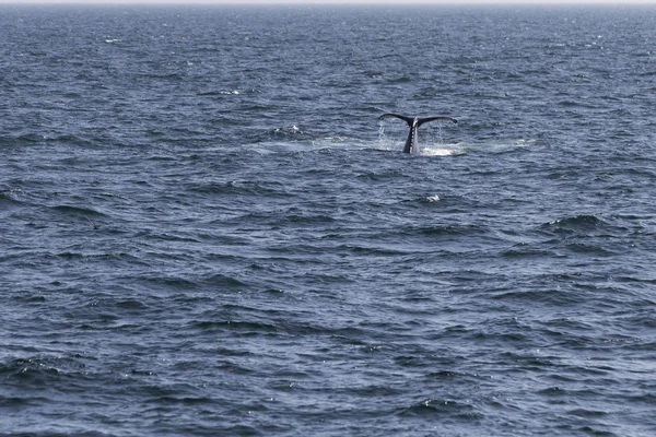 Whale on  coast of  ocean — Stock Photo, Image