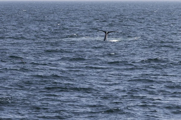 바다의 해 안에 고래 — 스톡 사진