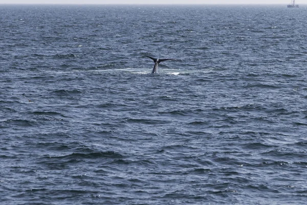 Whale on  coast of  ocean — Stock Photo, Image