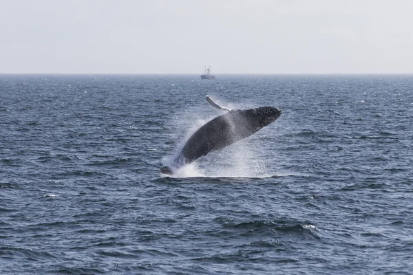 Φάλαινα στις ακτές του ωκεανού — Φωτογραφία Αρχείου