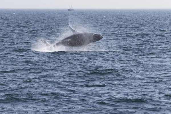 Walvis aan kust van Oceaan — Stockfoto