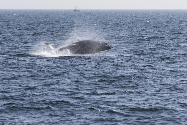 Walvis aan kust van Oceaan — Stockfoto